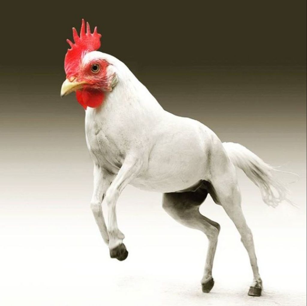 Kumpulan photo 31+ Kumpulan Gambar Ayam Lucu Bikin Ngakak Terkeren 2020