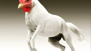 Chorse, perpaduan kuda dengan ayam. (Foto: Instagram/gyyporama)