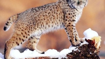 Owlnyx, perpaduan burung hantu dengan Lynx. (Foto: Instagram/gyyporama)