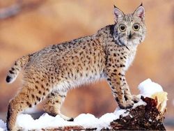 Bikin Ngakak, Begini Hasil Kawin Silang Hewan