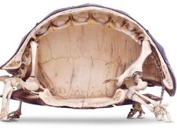 Kumpulan Foto Mencengangkan yang Bikin Wawasan Luas