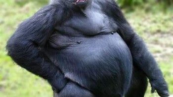 Nah ini adalah Pugilla perpaduan gorila dengan anjing. (Foto: Instagram/gyyporama)