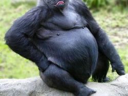 Bikin Ngakak, Begini Hasil Kawin Silang Hewan