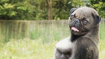 Pugilla, perpaduan gorila dengan anjing. (Foto: Instagram/gyyporama)