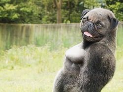 Bikin Ngakak, Begini Hasil Kawin Silang Hewan