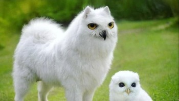 Dogowl, perpaduan anjing dengan burung hantu. (Foto: Instagram/gyyporama)