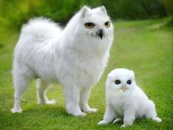 Bikin Ngakak, Begini Hasil Kawin Silang Hewan