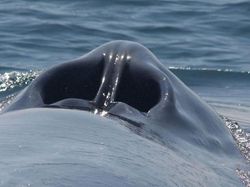 Kumpulan Foto Mencengangkan yang Bikin Wawasan Luas