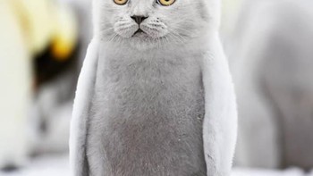 Di setiap hasil photoshop-nya, @gyyporama memberi nama karya kawin silangnya ini.  Seperti ini yang diberi nama Felinguin perpaduan antara penguin dengan kucing. (Foto: Instagram/gyyporama)