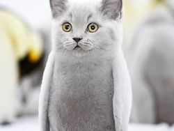 Bikin Ngakak, Begini Hasil Kawin Silang Hewan