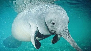 Kini followersnya sudah mencapai puluhan ribu. Phantee perpaduan dugong dengan gajah. (Foto: Instagram/gyyporama)
