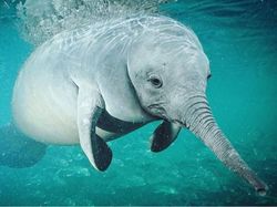 Bikin Ngakak, Begini Hasil Kawin Silang Hewan