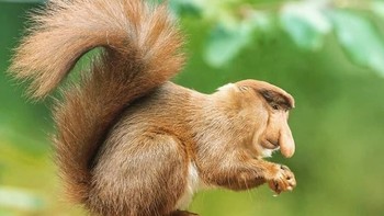 Squonkey, perpaduan antara tupai dengan bekantan. (Foto: Instagram/gyyporama)