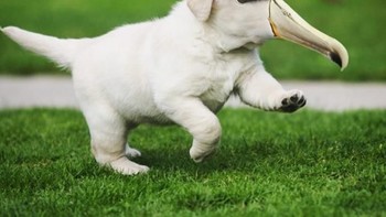 Labratross. (Foto: Instagram/gyyporama)