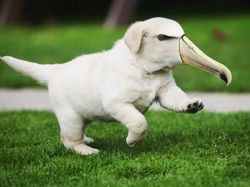 Bikin Ngakak, Begini Hasil Kawin Silang Hewan