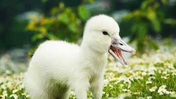 The Fuck. (Foto: Instagram/gyyporama)