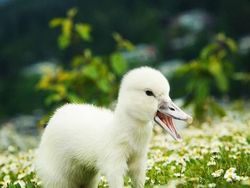 Bikin Ngakak, Begini Hasil Kawin Silang Hewan