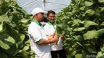 Wow, Ponpes Hidayatullah Punya Kebun Gizi Hidroponik Nan Cantik