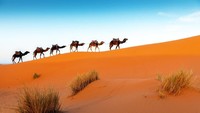 Selama wisata di gurun, traveler bisa naik unta, keliling naik mobil 4x4, sand boarding, menikmati makan malam dengan langit bertabur bintang dan lain sebagainya (iStock)