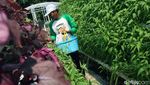 Wow, Ponpes Hidayatullah Punya Kebun Gizi Hidroponik Nan Cantik
