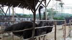 Foto: Liburan Akhir Tahun Bareng Satwa Lucu di Purwakarta