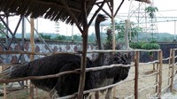 Di sini juga ada taman burung. Kamu bisa melihat tingkah burung unta yang lucu dari jarak yang amat dekat. Tapi hati-hati kalau dicium ya. (Wahyu/detikTravel)