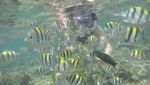 Foto: Snorkeling & Foto-foto Kece di Gunungkidul