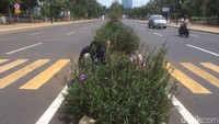 Zebra cross di pintu 10 ini disorot lewat video yang diunggah pemilik akun Facebook Gusti Fauzi. Dalam video itu, tampak seorang perempuan menyeberang di zebra cross tapi terhalang tanaman di antara dua ruas jalan yang berlawanan. Pilihan bagi penyeberang jalan adalah melompati tanaman itu atau melipir ke ujung deretan tanaman. 