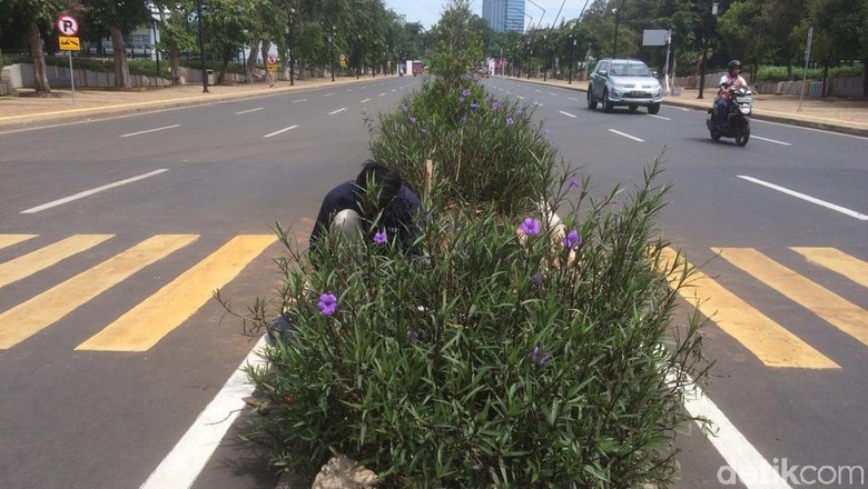 Zebra Cross Tabrak Tanaman di GBK Disorot, Akhirnya Jadi Begini... Zebra Cross Tabrak Tanaman di GBK Disorot, Akhirnya Jadi Begini...