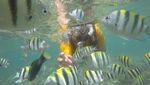 Foto: Snorkeling & Foto-foto Kece di Gunungkidul