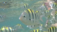 Ada banyak jenis terumbu karang dan ikan yang bisa ditemukan saat snorkeling di sini (Pradito Rida Pertana/detikTravel) 