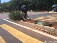 Zebra Cross Tabrak Tanaman di GBK Disorot, Akhirnya Jadi Begini...