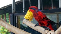 Ada juga burung Nuri berwarna-warni yang bisa diajak foto seperti ini. Burungnya suka makan jagung lho traveler! (Wahyu/detikTravel)