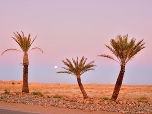 Gurun Sahara Viral di TikTok, Ada Foto Pria Bercinta