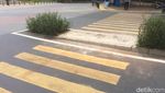 Tak Lagi Tabrak Tanaman, Ini Penampakan Zebra Cross di GBK