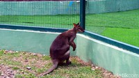 Ada juga walabi alias kangguru mini dari Papua. Kamu bisa menyapanya di Taman Satwa Cikao Park. Tempat wisata ini bisa sebagai wahana wisata edukasi mengenal satwa-satwa buat buah hati Anda. (Wahyu/detikTravel)