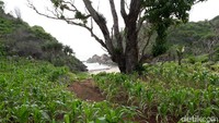 Beginilah susana menuju Pantai Toroudan di Gunungkidul. Lokasinya yang terpencil dan diapit oleh 2 tebing karang. (Pradito Rida Pertana/detikTravel)