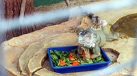 Ada juga iguana yang sudah kita kenal. Si iguana sedang diberi makan aneka sayur mayur lho! (Wahyu/detikTravel)