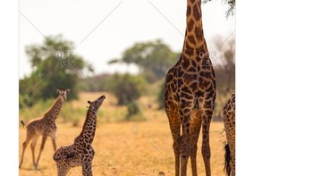 Manchester United semakin jauh dari puncak klasemen Liga Inggris. Foto: istimewa