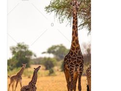 Liverpool Libas MU, Muncul Meme-meme Lucu