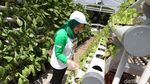 Wow, Ponpes Hidayatullah Punya Kebun Gizi Hidroponik Nan Cantik