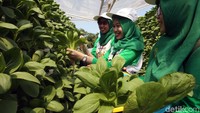 Karyawan Kimia Farma melihat Kebun Gizi Hidroponik di Pondok Pesantren Hidayatullah Depok, Jawa Barat, Senin (17/12/2018).