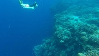 Berenang menikmati bawah laut Balicasag Island, Bohol. (catriona_gray/Instagram)