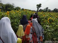 Liburan Akhir Tahun Di Kediri Ada Kebun Bunga Matahari Yang Lagi Viral