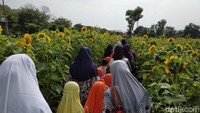 Ramainya wisatawan di kebun (Andhika Dwi/detikTravel)