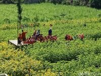 Liburan Akhir Tahun Di Kediri Ada Kebun Bunga Matahari Yang