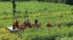 Foto: Kebun Bunga Matahari yang Viral di Kediri