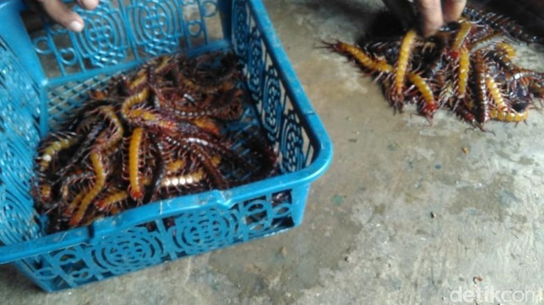 Di Lamongan Lipan Banyak Diburu di Musim Hujan, Hasilnya Lumayan Di Lamongan Lipan Banyak Diburu di Musim Hujan, Hasilnya Lumayan