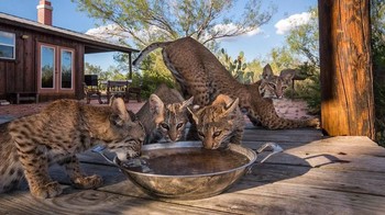Hasil foto karya Karine Aigner dari Amerika Serikat. Istimewa/Dok. Boredpanda.