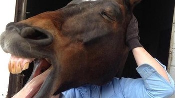 Si kuda yang punya bentuk tubuh manusia? (Foto: Brightside)